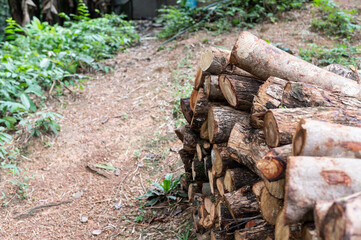 Pile of felled pine logs in the forest