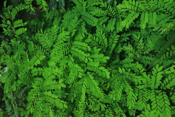 Naklejka na ściany i meble leaf green layout for nature background