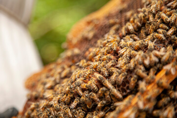 Bee Hive Farm, honey farm, Close up macro of bees being manipulated