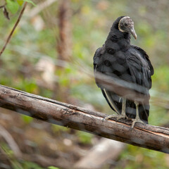 exotic black bird gallinazo in ecuador zoo