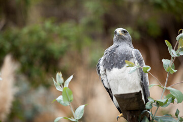 close up of Hawk standing on a piece of wood, staring, bird, eagle, falcon