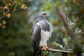 close up of Hawk standing on a piece of wood, eyes open, bird, eagle, falcon