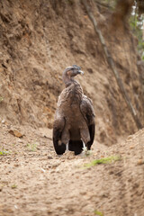 Long Shot Portrait of ecuadorian andean Condor on the ground,
