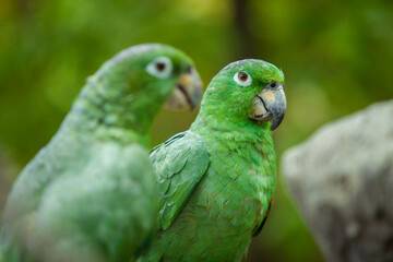 Close up of 2 green Ecuadorian Parrots  in Guayaquil