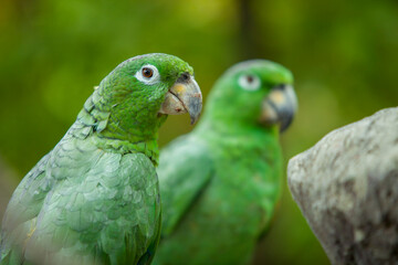 Close up of 2 green Ecuadorian Parrots  in Guayaquil