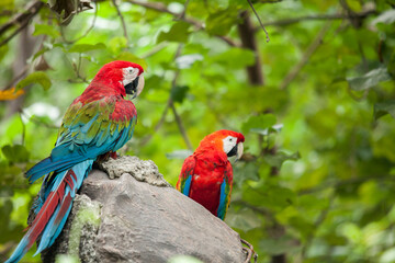 Close up of 2 red green and blue Ecuadorian Parrots  in Guayaquil