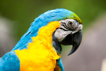 Close up portrait of a yellow and blue Ecuadorian Parrot  in Guayaquil