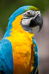 Obraz premium Close up portrait of a yellow and blue Ecuadorian Parrot in Guayaquil
