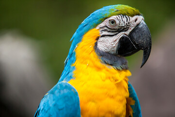 Close up portrait of a yellow and blue Ecuadorian Parrot  in Guayaquil