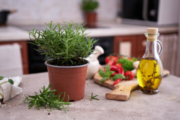 fresh green rosemary pot on the table at domestic home