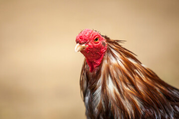 Close up Portrait of a Cock, male chicken Hen gallo