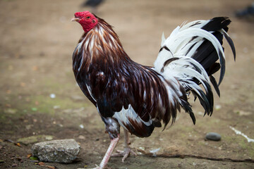 Close up Portrait of a rooster Cock male chicken Hen gallo
