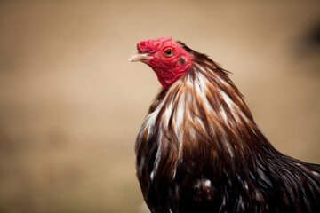 Close up Portrait of a rooster Cock male chicken Hen gallo