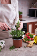 fresh green rosemary pot on the table at domestic home