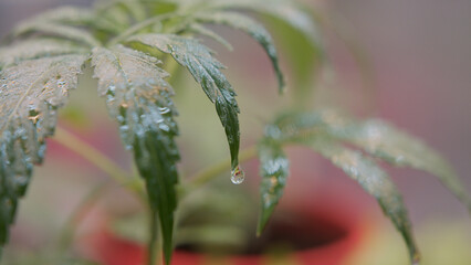 construction site workers  crane movement building builders