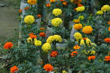 Yellow and red marigold garden background