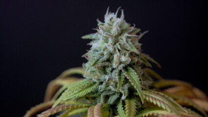 Macro close up of CBD THC cannabis crystals bud harvest cannabidiol Marihuana