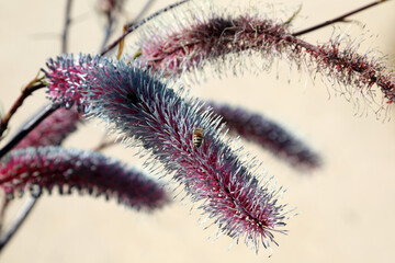 Royal Botanic Gardens Cranbourne Victoria, Australia.  Arid and native plant exhibits and landscapes