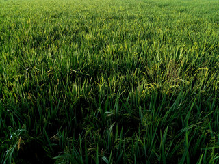 green grass in the wind