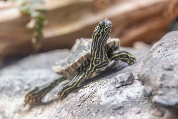 Turtle on a rock