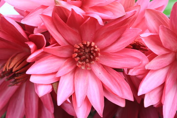 Pink waterlily flower closeup , pink lotus flower filling the frame