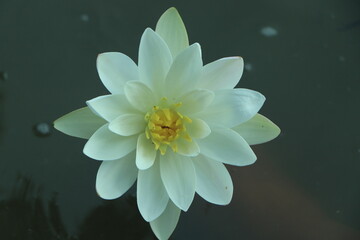 White lotus with yellow pollen on surface of pond. water lily lotus flower leaf Spring Green...