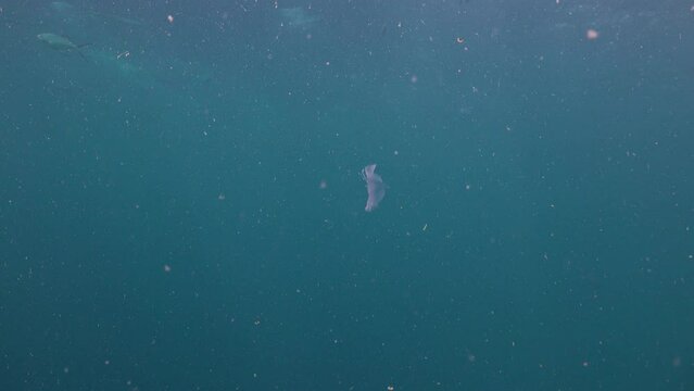 Larval Flounder swims in the blue water at the day time 