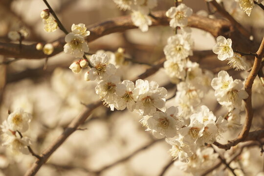 梅の花 © 豆助