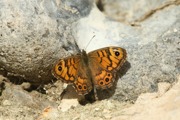 A rare Wall Brown Butterfly, Lasiommata megera, resting on a wall.