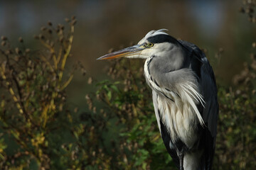 A head shot of a hunting Grey Heron, Ardea cinerea, standing at the edge of a lake.