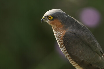 A headshot of a hunting male Sparrowhawk, Accipiter nisus .