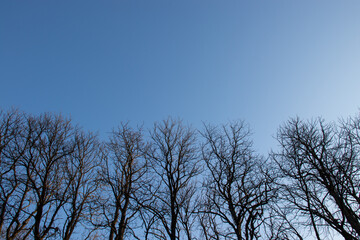 Tree tops without leaves against a bright blue sky. A row of bare trees. Silhouette of trees on sky background. Autumn, winter, spring landscape. Copy space