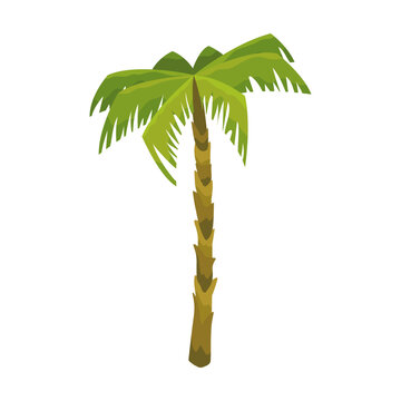 Cartoon palm tree flat vector illustration. Green tropical coconut isolated on white background. Jungle