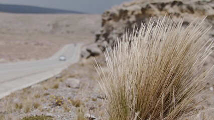 wind blowing Dried bush next to desolate road slow motion highland dried traffic