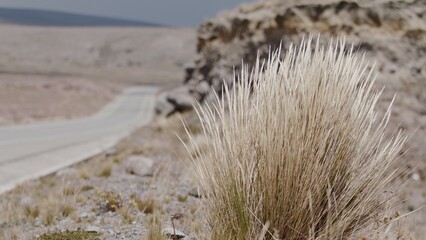 wind blowing Dried bush next to desolate road slow motion highland dried traffic