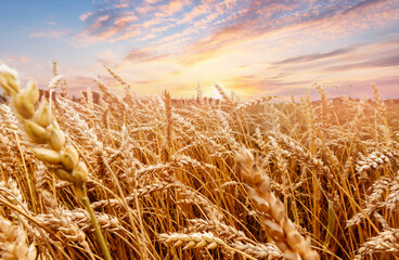 Fototapeta na wymiar Banner Wheat field with golden spikelets with sunset clouds