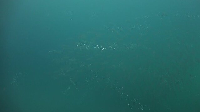 A group of barracuda swam past the operator and left a lot of bubbles behind. Fish farted