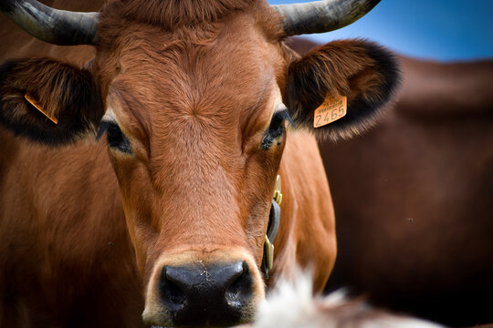 portrait d&rsquo;une vache avec sa cloche, de race Tarine, dans les Alpes pr&egrave;s de Chamonix et Meg&egrave;ve