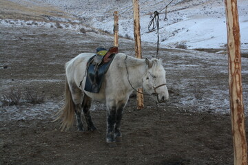 A Mongolian horse in the tranquility of the winter evening, Bulgan province, Mongolia. The Mongolian horse is so tough due to the extreme weathers. The winter is very long and freezing in the country.