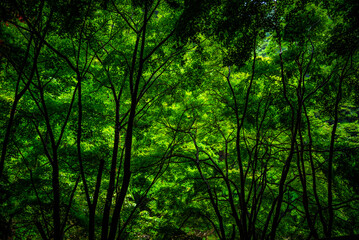 Fototapeta premium 紅葉