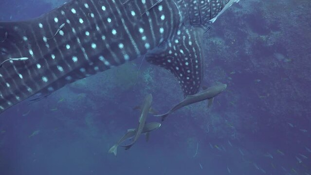 Close-up camera shoots 4 cobia fish swimming near the right fin of a whale shark