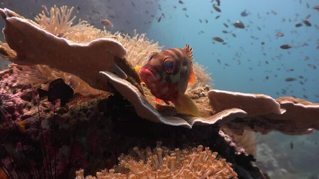 Black-tipped Grouper's ( Epinephelus fasciat) eyes look in different directions 