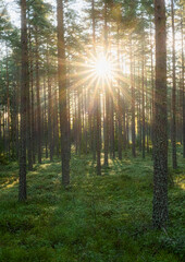Fototapeta na wymiar Sunbeams shining through natural forest of pine trees