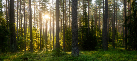 Fototapeta na wymiar Sunbeams shining through natural forest of pine trees