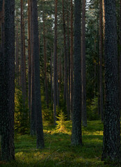 Obraz premium Sunbeams shining through natural forest of pine trees