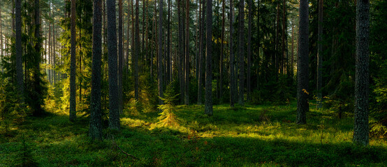 Fototapeta premium Sunbeams shining through natural forest of pine trees