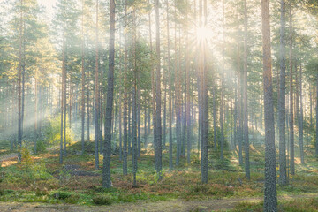 Sunbeams shining through natural forest of pine trees