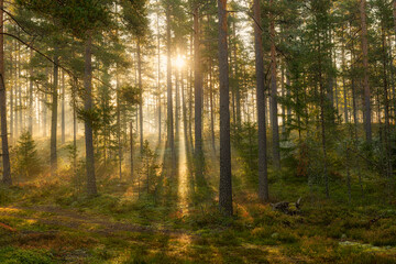 Sunbeams shining through natural forest of pine trees