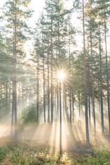 Sunbeams shining through natural forest of pine trees