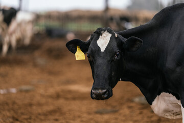 Portrait of a cow with an ear tag